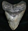 Bargain Megalodon Tooth - North Carolina #13623-1